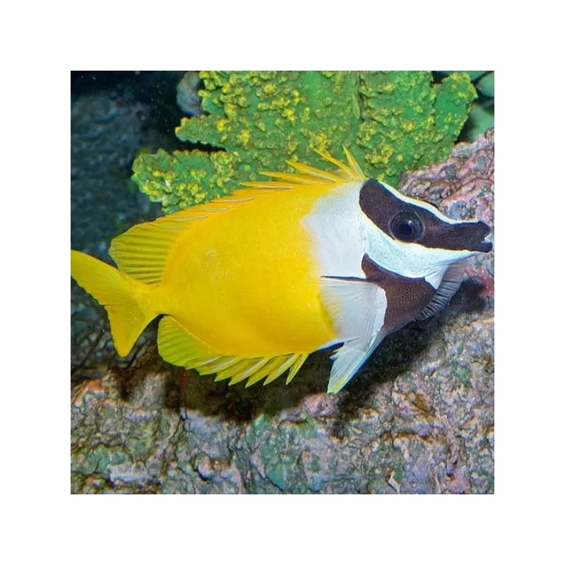 Siganus Vulpinus (M)