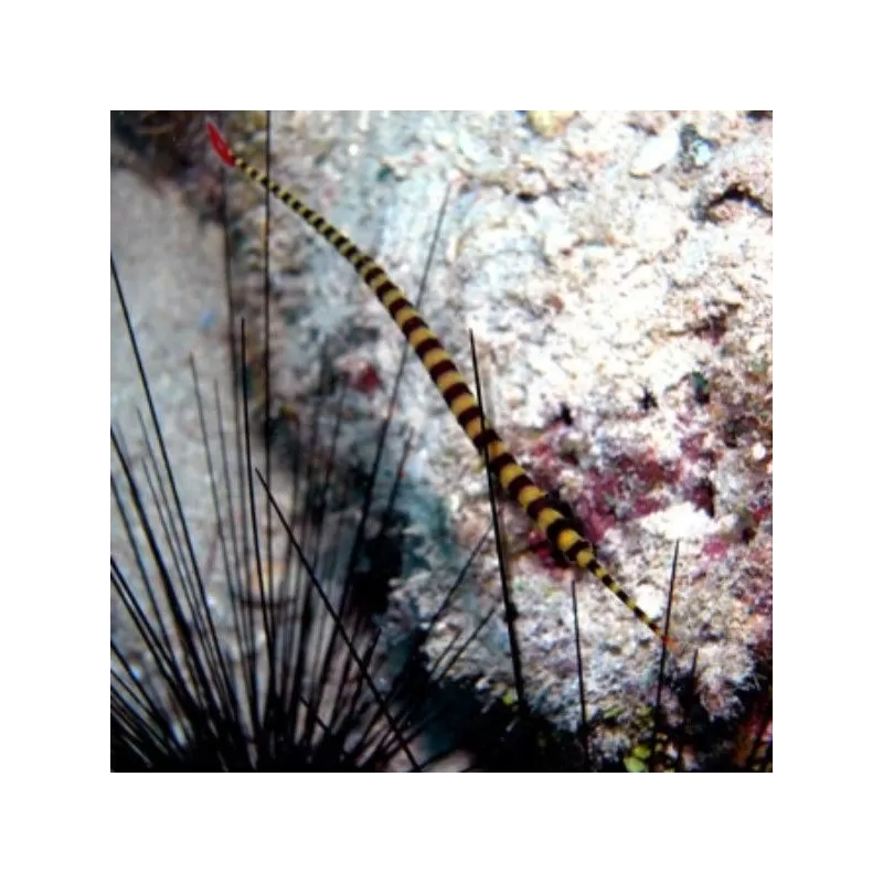 Doryrhampus Dactylophorus