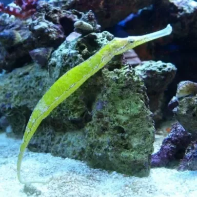 Sygnatoides Biaculeatus