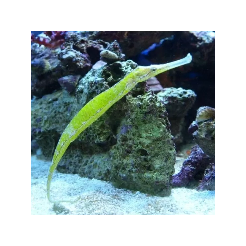 Sygnatoides Biaculeatus