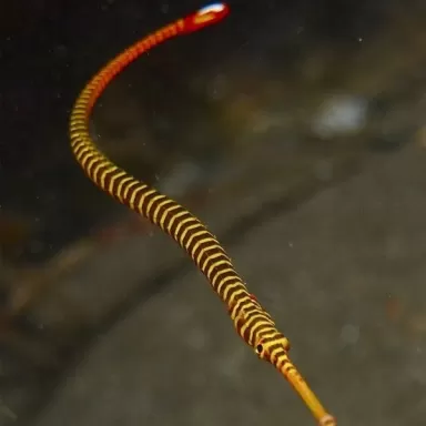 doryrhampus multiannulatus