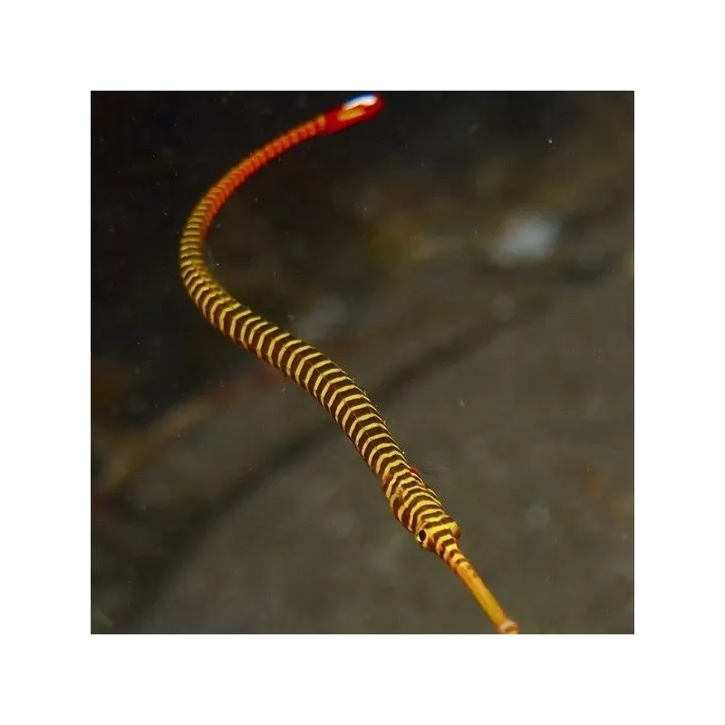 doryrhampus multiannulatus