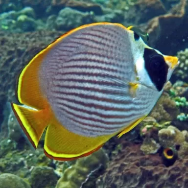 chaetodon adiergastos S M