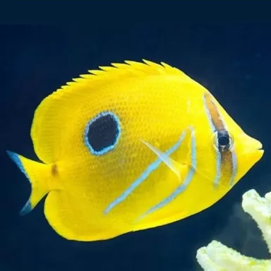 Coral And Fishstore - Chaetodon Bennetti - Eclips Koraalvlinder