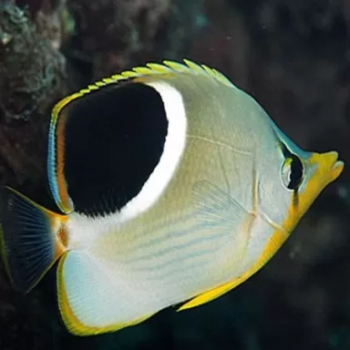 chaetodon ephippium L