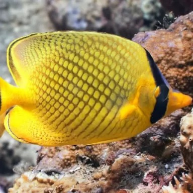 Chaetodon Rafflesi M