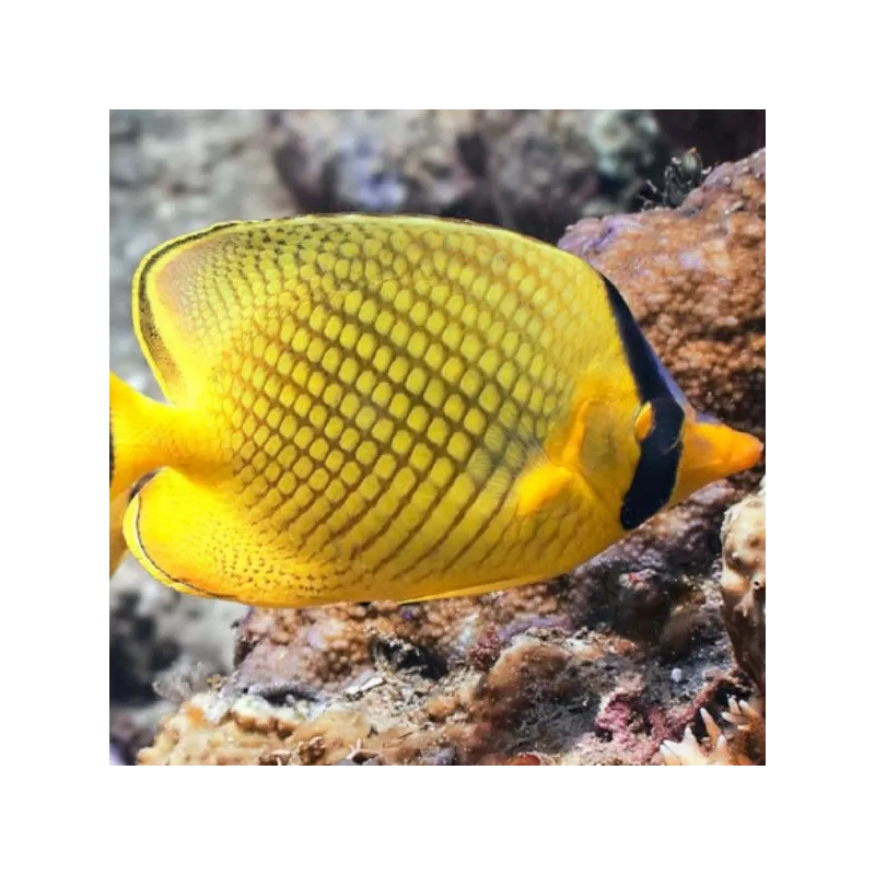 Chaetodon Rafflesi M