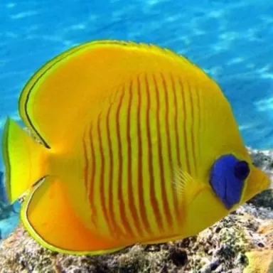 chaetodon semilarvatus M