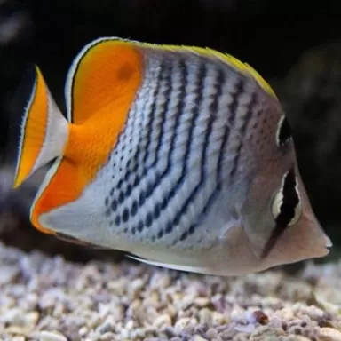 Chaetodon Xanthurus M