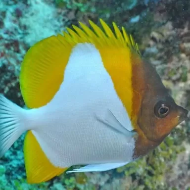 hemitaurichthys polyepis