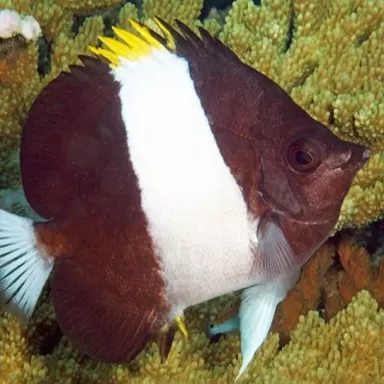 Hemitaurichthys Zoster