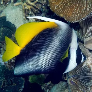 heniochus singularius M