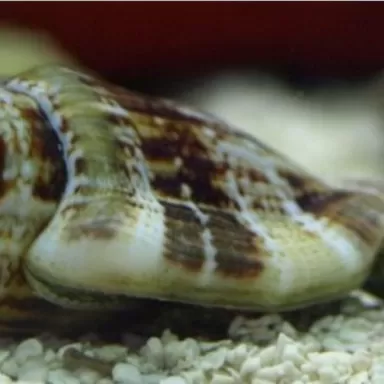 Strombus gibberulus