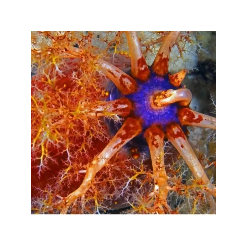  Pseudocolochirus Violaceus 