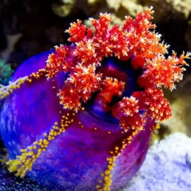  Pseudocolochirus Violaceus 