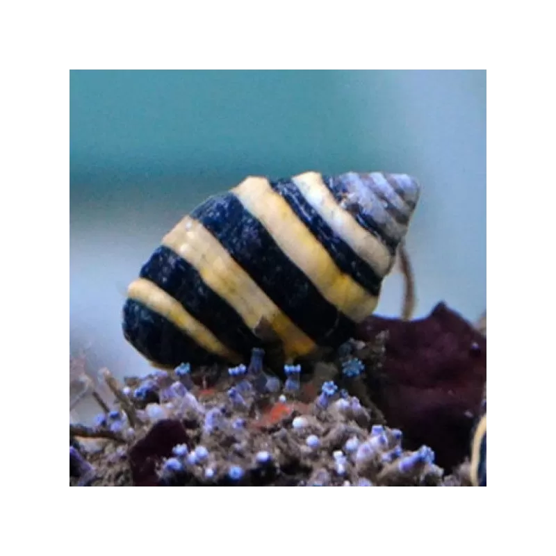 Pusiostoma (Engina) Mendicaria