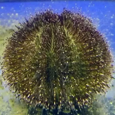 Anthocidaris Crissipinina