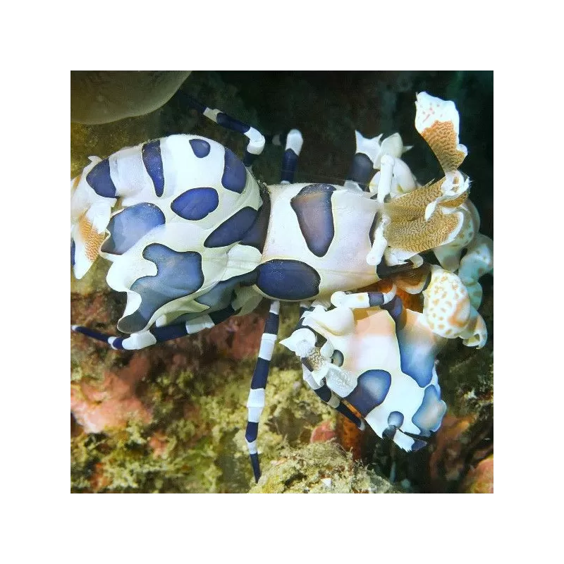 Hymenocera Elegans/picta