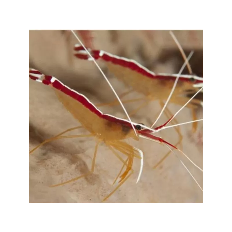 Lysmata Amboinensis Poetsgarnaal Kopen? |Coralandfishstore.nl