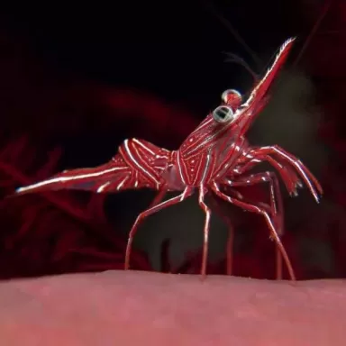 Rhynchocinetes Durbanensis