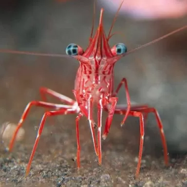 Rhynchocinetes Durbanensis