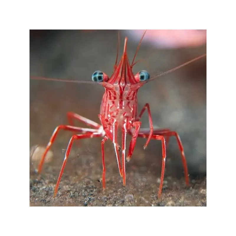 Rhynchocinetes Durbanensis