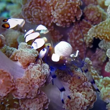 Periclimenes Brevicarpalis