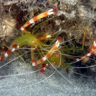 Stenopus Cyanocelis / Scuttelatus