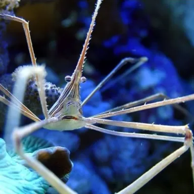 Stenorhynchus Seticornis