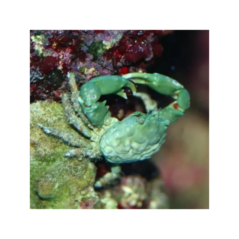 Mithrax sculptus sp.