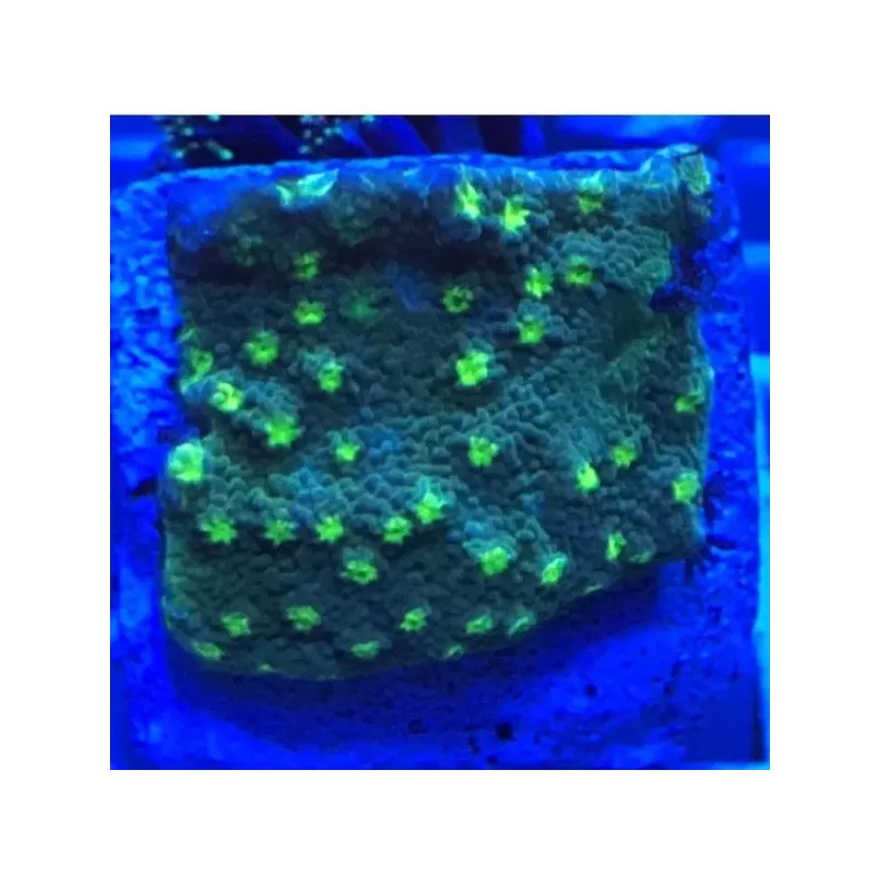 Echinopora Lamellosa frag