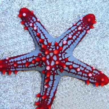 Protoreaster Linckii