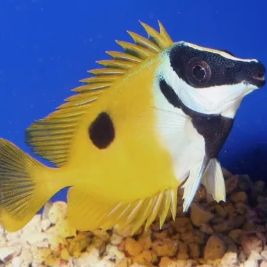 Siganus Unimaculatus (S)