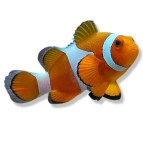 Meeresaquarienfische