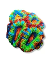 Koralen voor je zeeaquarium