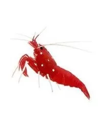 Garnalen & kreeftachtigen