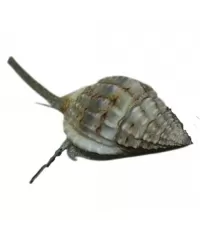 Slakken & zeekomkommers