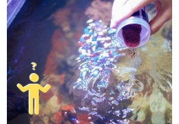 Wat zijn de kosten aan visvoer in een zeeaquarium?