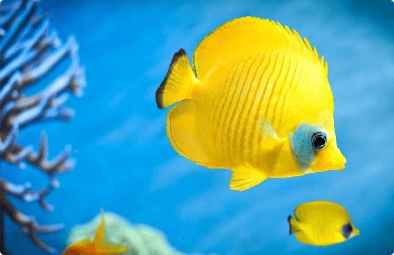 Meer dan 5000 exotische vissen koralen op voorraad